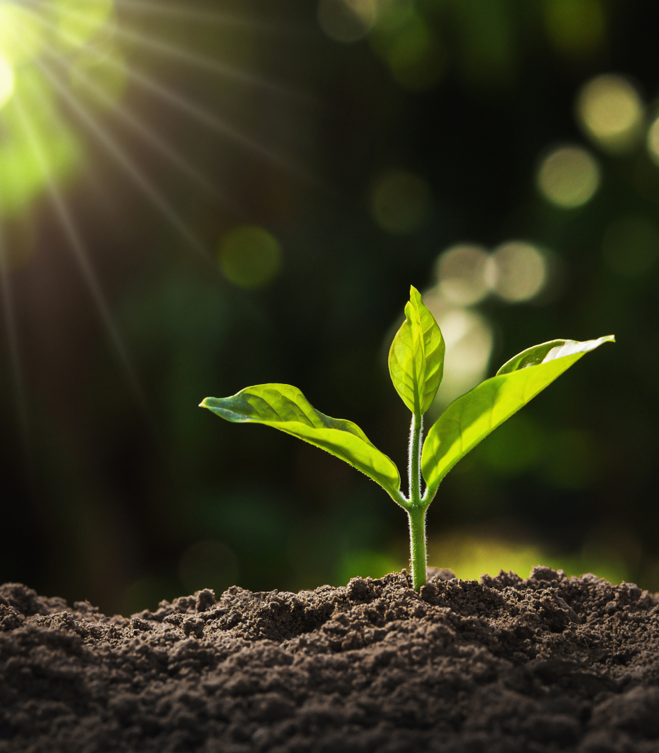 Izertis_100%_renovable